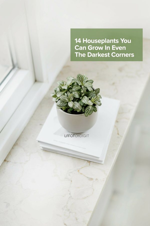 Low Light Bathroom Plants | 14 Easy Care Picks for Small Spaces