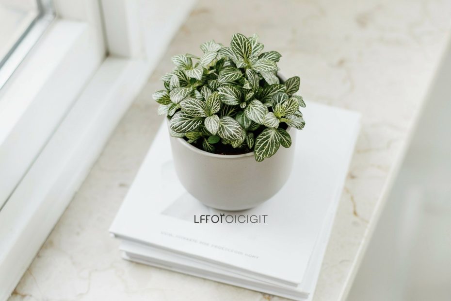 Low Light Bathroom Plants | 14 Easy Care Picks for Small Spaces